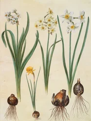 Narcissus tazetta